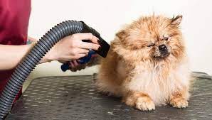 Dog Blow Dryers Unleashed: Fast and Fur-tastic Grooming Solutions