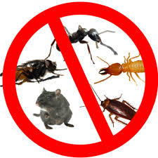 Pest Control Professionals: Your First Line of Defence against Infestations