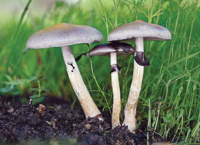How for the greatest mushrooms in Washington, DC