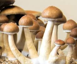 Magic Mushrooms in DC: Exploring the Unknown