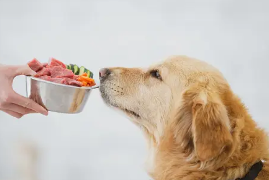 Best in Bowl: Exploring the Finest Raw Dog Food Brands