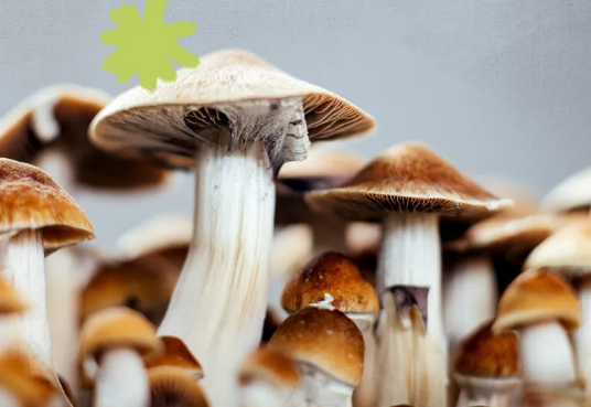 Journey into Psychedelia: Buying Shrooms in DC