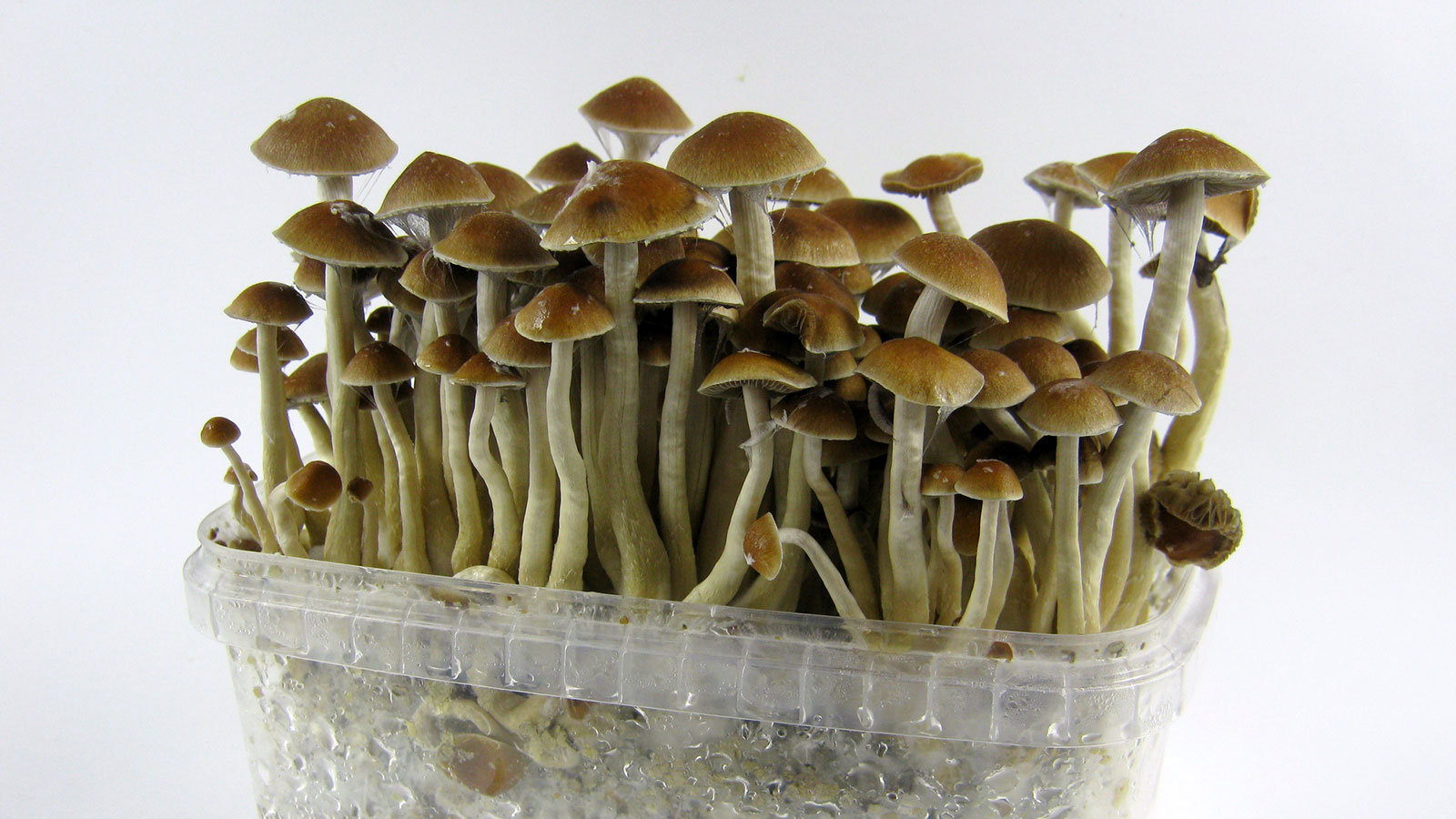 Fungal Freight: Timely Shroom Service