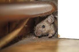 Effective Rodent Control Solutions in Olympia, WA