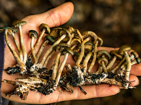 The Transformative Strength of DC Shrooms