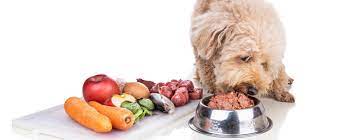 Knowing Raw Weight loss plans for Dogs: An Intensive Overview
