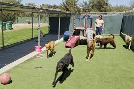 Which Are The Benefits Associated With Dog Boarding Services?
