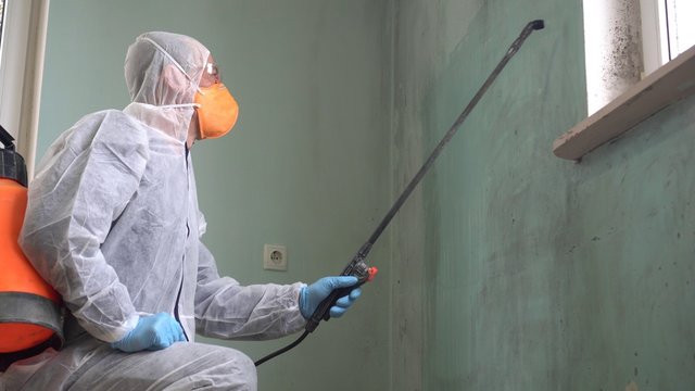 The Ultimate Guide to Mould Removal: Tips and Techniques