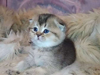 Adorable Fluffballs: Kittens for Sale in Your Area