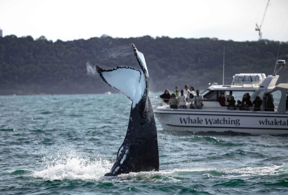 The Ultimate Guide to Sydney Whale Watching: A Sip of Magical Aquatic Festivity